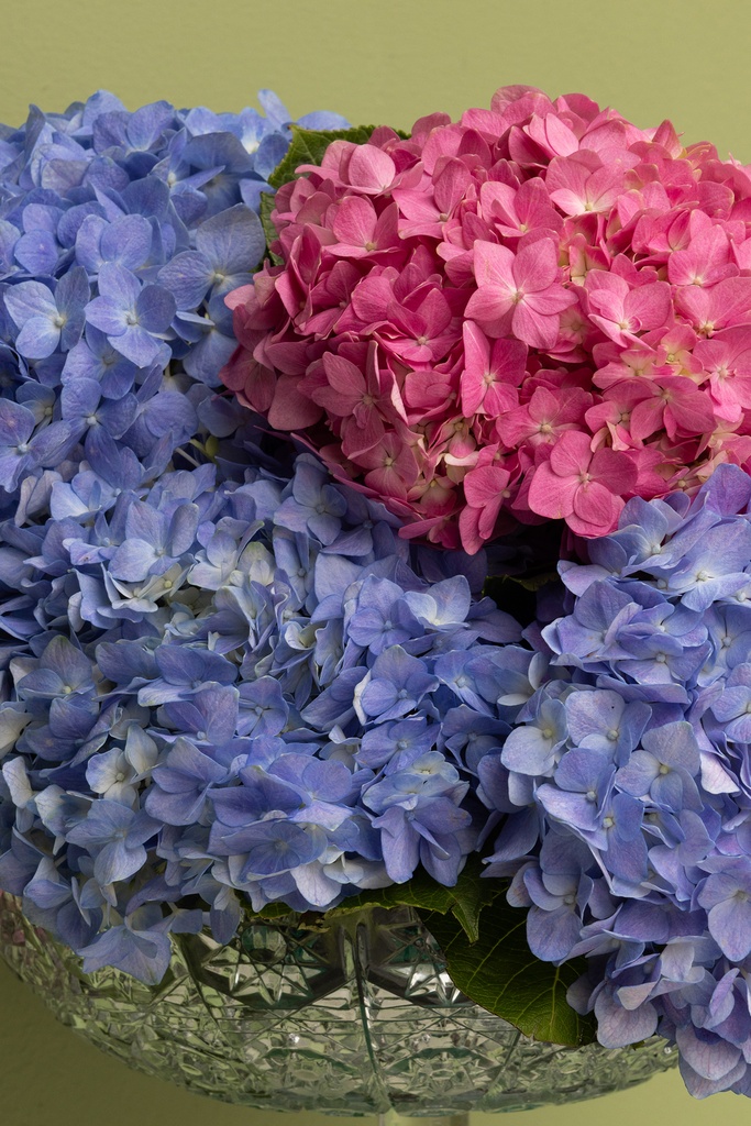 Oleander Fiesta