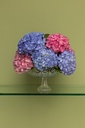 Oleander Fiesta